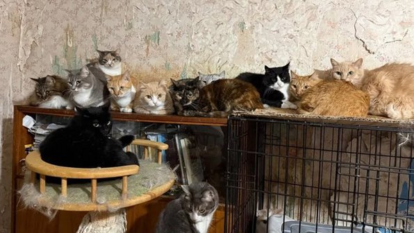 50 котов остались сиротами в Крыму