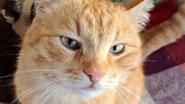 Московская история: как блудный кот Гараж в музей «Гараж» вернулся