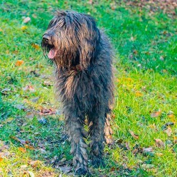 Бергамская овчарка - описание породы собак: характер, особенности  поведения, размер, отзывы и фото - Питомцы Mail.ru