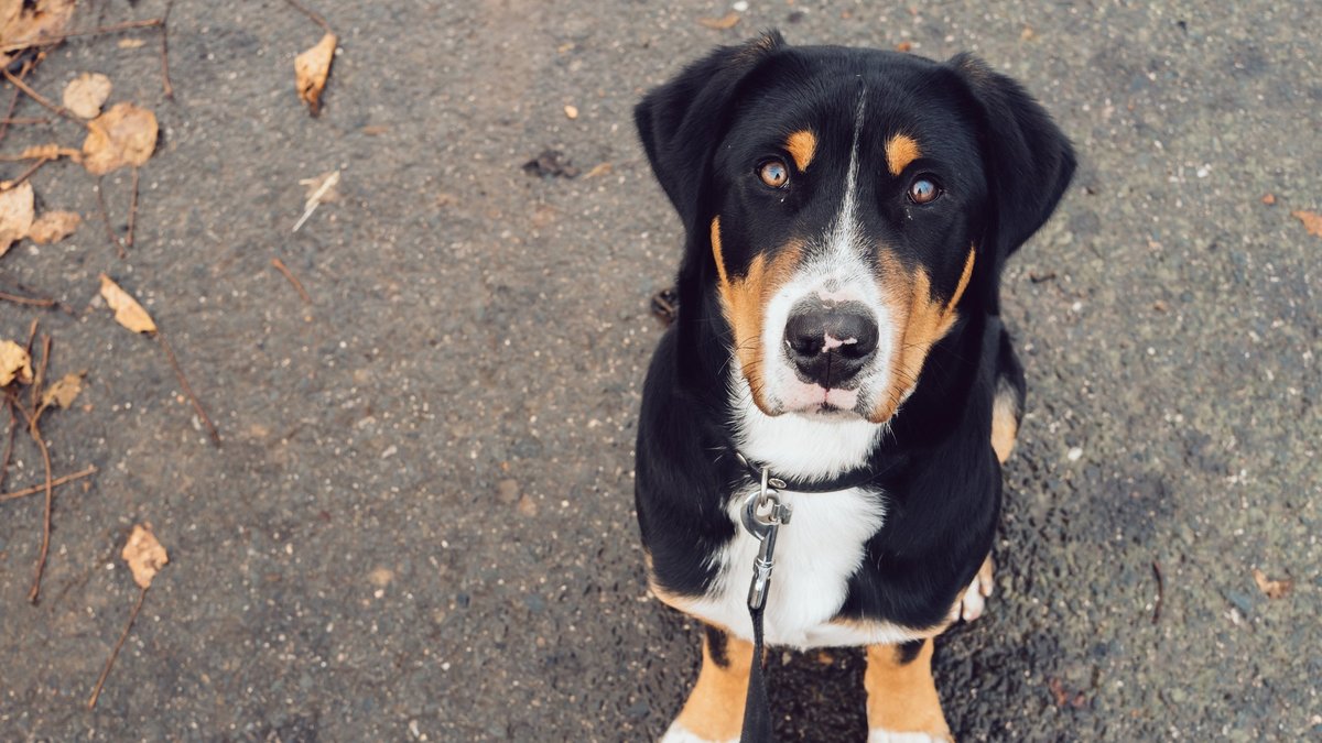 Dog Dog