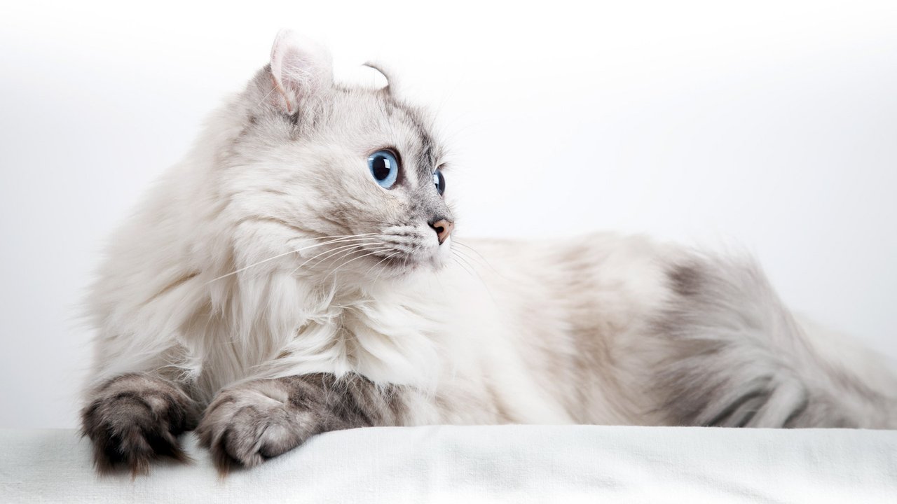 Американский керл серый с белым котенок
