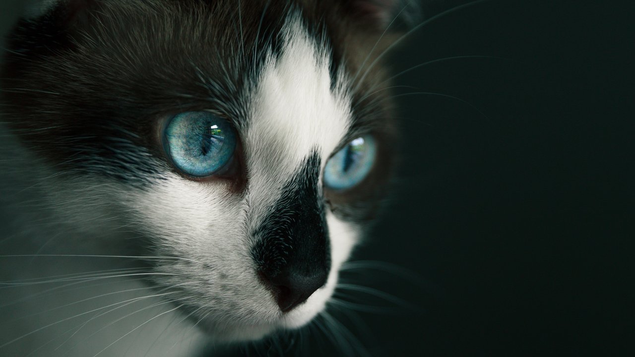 Глаза кошки. Светящиеся глаза кошки. Аквамариновые глаза у кошек. Время глазами кошки