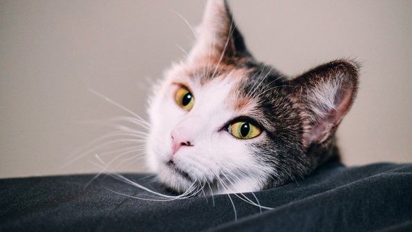 Кошка спряталась среди игрушек. Сможете ее найти?