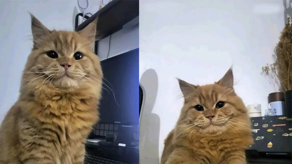 В соцсетях нашли улыбающегося кота — он покорил все сердца мира