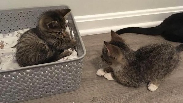 Котенок потерял брата, но нашел в приюте его двойника