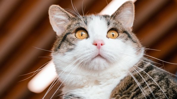 В Подольске спасли кота, которого хотели усыпить