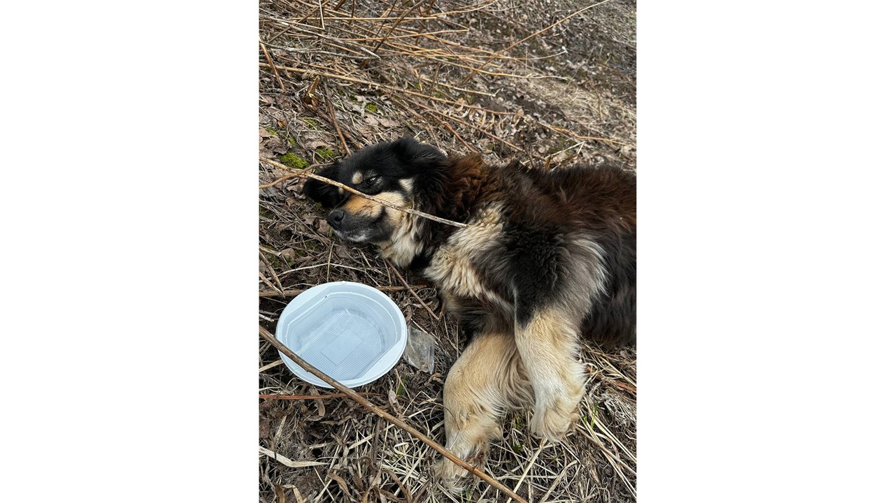 Собака по имени Луна