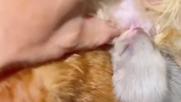 В Клину кошка стала приемной мамой для новорожденного хорька