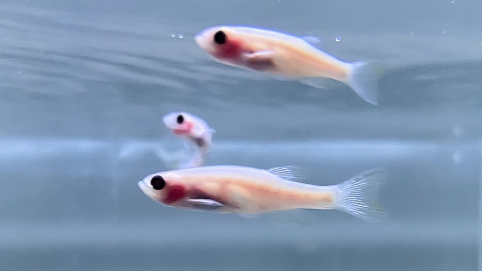 Рыбки Danio в аквариуме научного центра РАН Рыбки Danio в аквариуме научного центра РАН