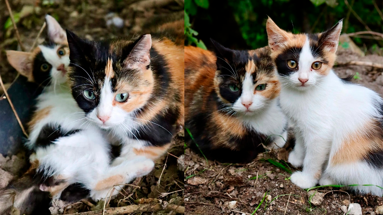 Кошки хоть и похожи друг на друга, но с разным цветом глаз
