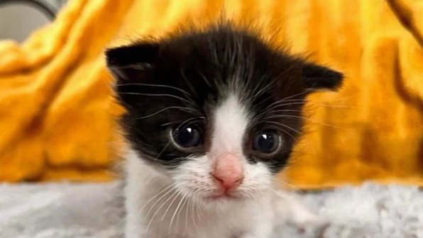 Котенок удивил волонтеров своим загадочным пятном на животе