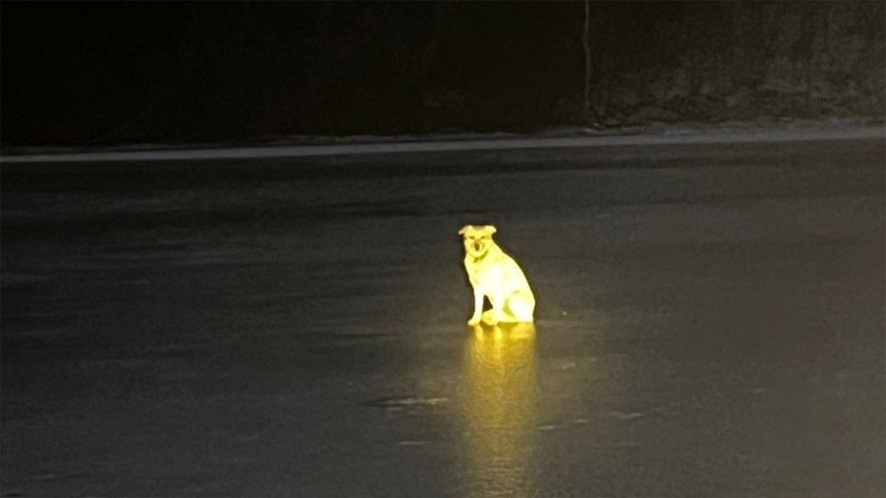 В Башкортостане собака четыре дня ждала погибшего хозяина В Башкортостане собака четыре дня ждала погибшего хозяина