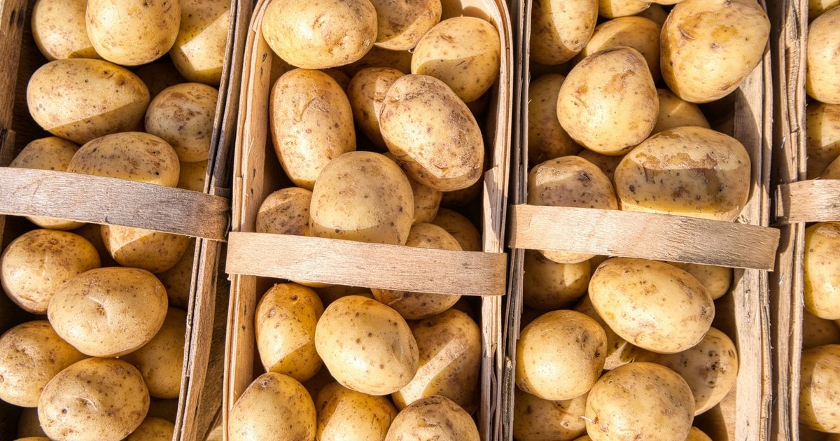 Российские ученые придумали, как защитить картофель от черной парши