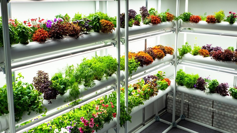 Выращивание растений в домашних условиях по методу гидрапоники