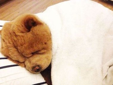 Pets.mail.ru Pets.mail.ru