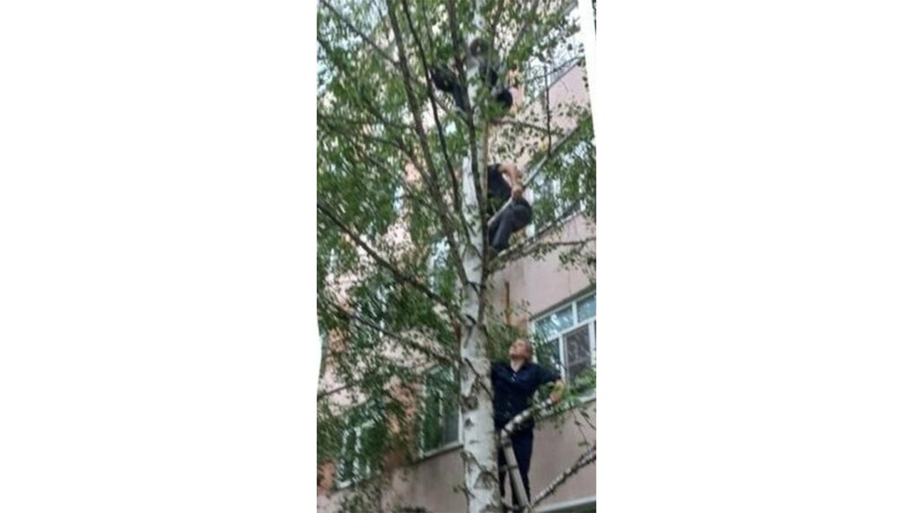 Врачи лезут на дерево за котом Врачи лезут на дерево за котом