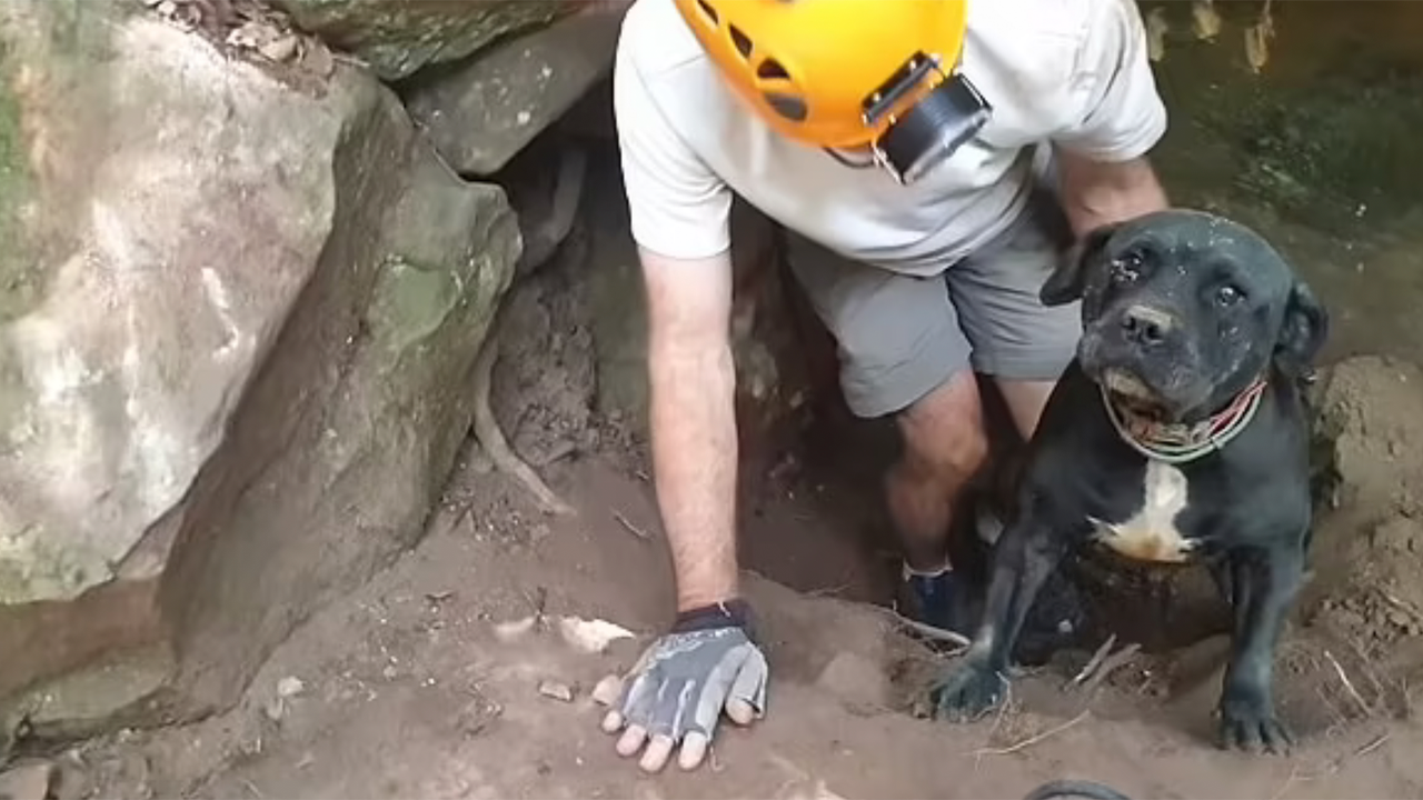 Пес два дня сидел в пещеры, пока его не вытащили опытные спасатели