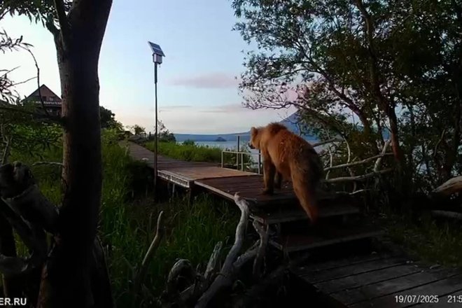 Медведь на весах Медведь на весах