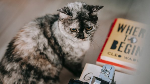 Кошка пробралась в студию новостей в прямом эфире