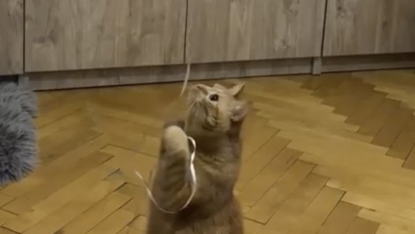Мир кота перевернулся: он потрогал шарик