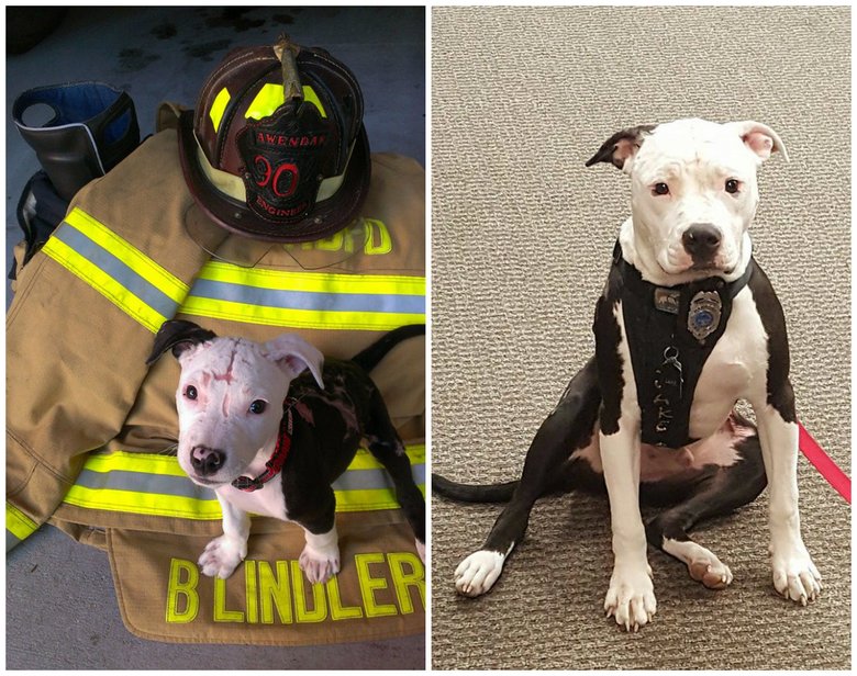 Теперь спасенный из огня пес является символом пожарной части и ее «работником»