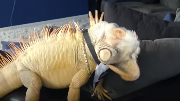 Найдена игуана, которая считает себя собакой
