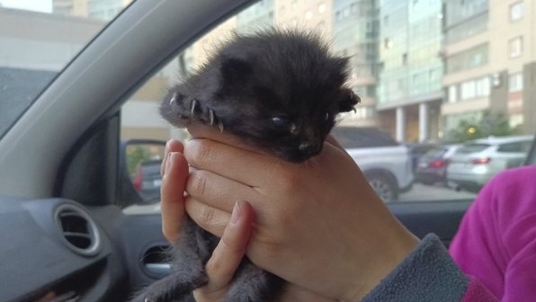 В Петербурге 2-недельного котенка спасли из подпола