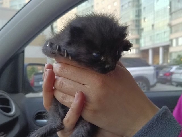 В Петербурге 2-недельного котенка спасли из подпола