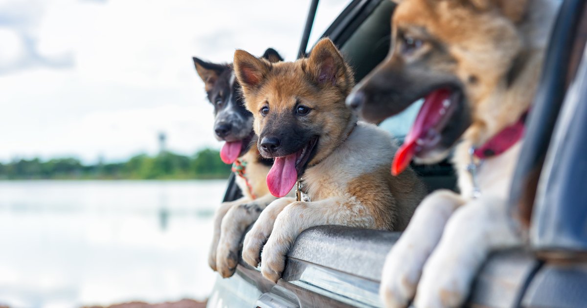 Перевозка собаки на мотоцикле. Розовые кошки и собаки возят в воде. Видео купили собаку