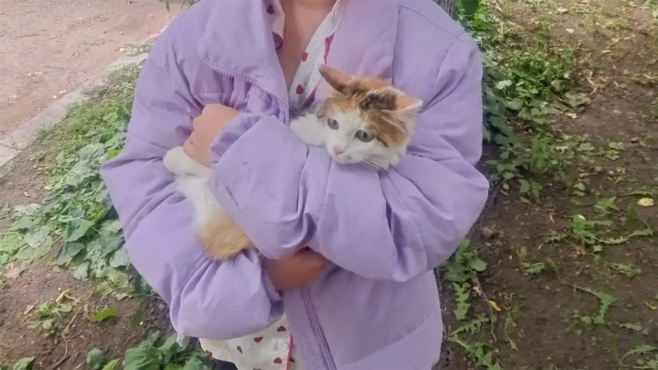 Кошка на руках девушки Кошка на руках девушки
