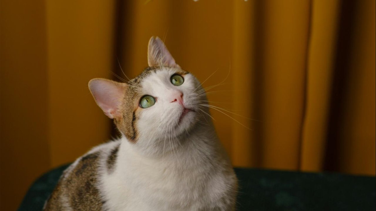 Кошка Кошка