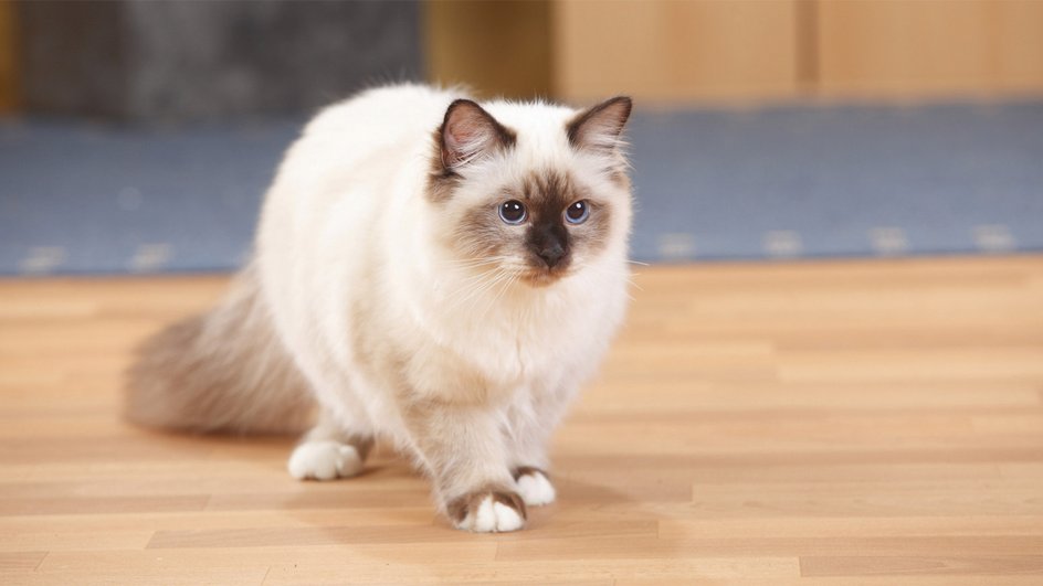 Кошка миниатюрной породы Кошка миниатюрной породы