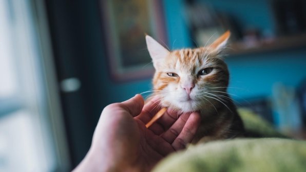Способны ли кошки любить нас по-настоящему