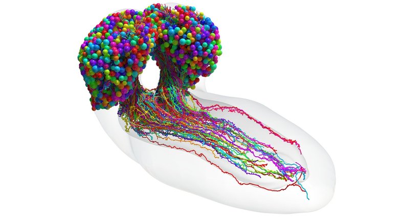 Полный набор нейронов в мозгу насекомого, реконструированный с помощью электронной микроскопии. Фото: Johns Hopkins University/University of Cambridge