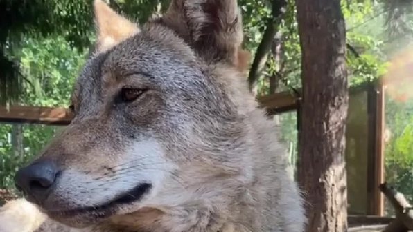 Видео с фотогеничным волком Сумраком опубликовали в Ленинградском зоопарке