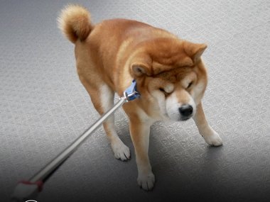 Собаки этой породы очень свободолюбивые и ненавидят гулять на привязи. Посмотрите, например, на Берри из Японии. Когда на него надевают поводок, он притворяется каменной статуей и не двигается с места. Фото: https://twitter.com/ShibainuBerry