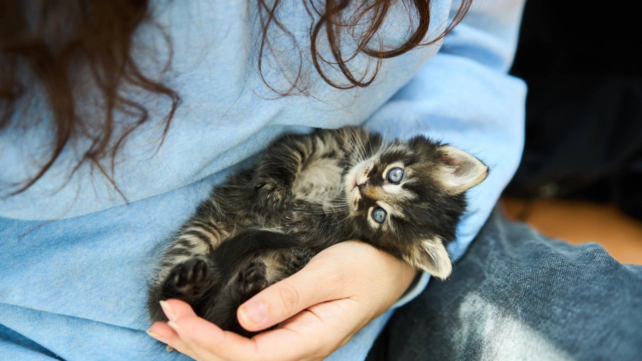 Котенок на руках Котенок на руках