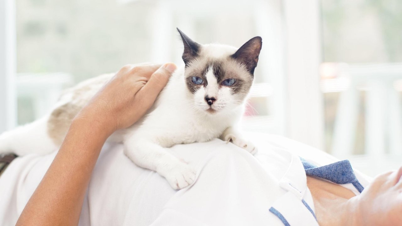 Кошка лежит на груди и мурчит Кошка лежит на груди и мурчит