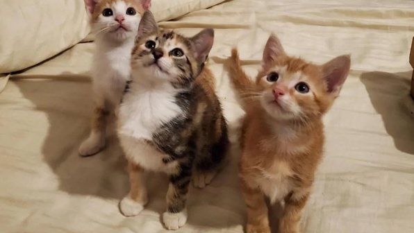 Пес стал папой для шести крошечных котят