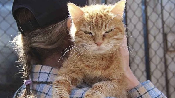 Парень хотел выиграть игрушку в автомате, а получил живую кошку
