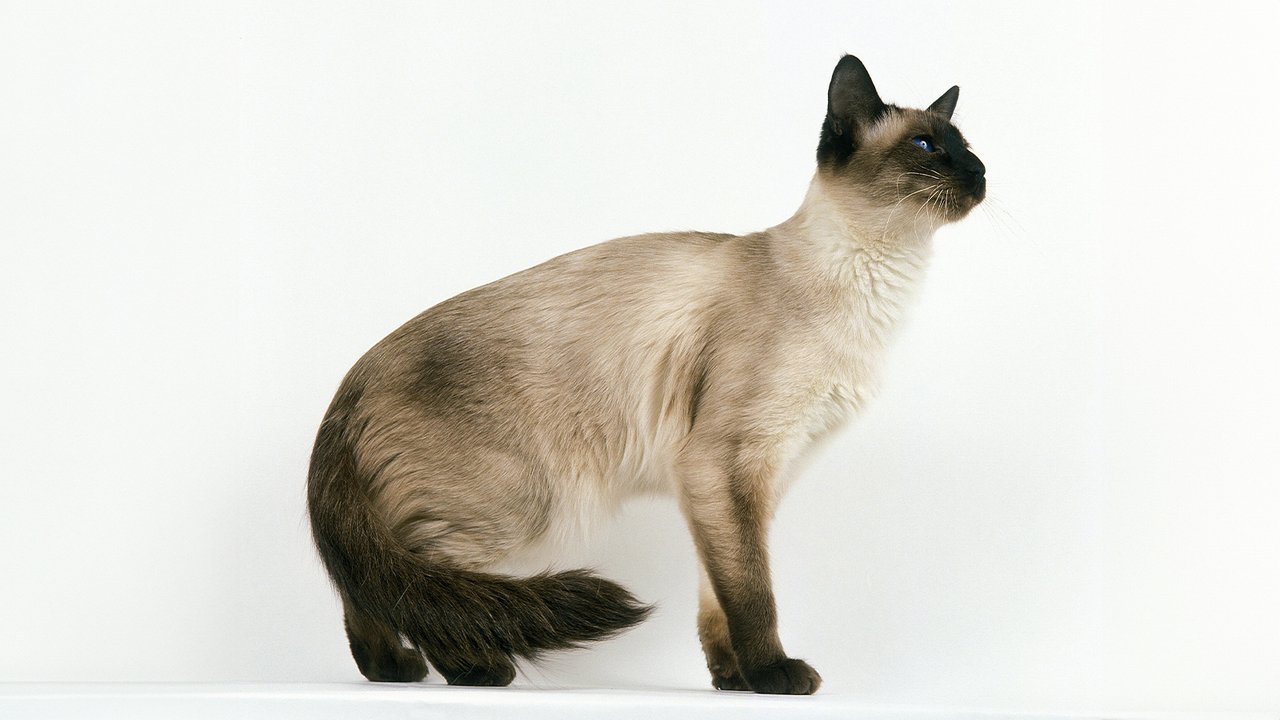 Балийская кошка Балийская кошка