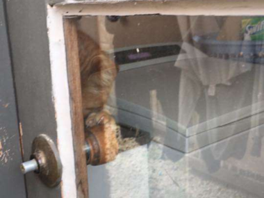 Pets.mail.ru Pets.mail.ru