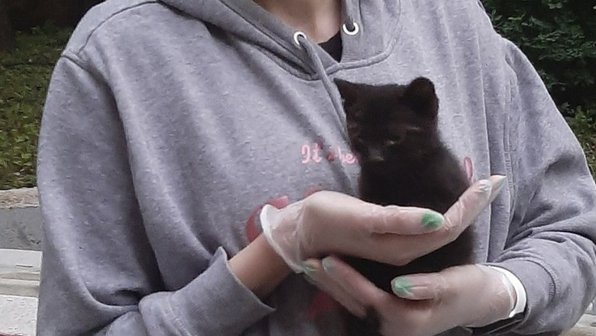 В Москве спасли котенка, который два дня умолял о помощи