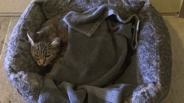 Хозяева бросили на улице рожающую кошку вместе с запиской