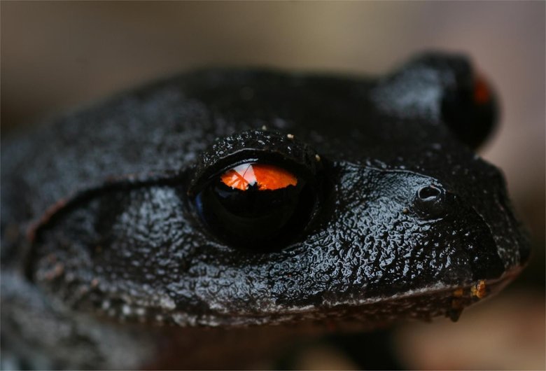 Африканская черная квакша – родственник чернобыльских чернокожих лягушек. Фото: Pinterest