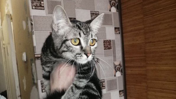 Мужчина отбил кота с грустным взглядом от стаи птиц на Сахалине