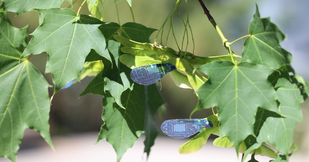 Созданы роботы в виде семян клена: зачем они нужны