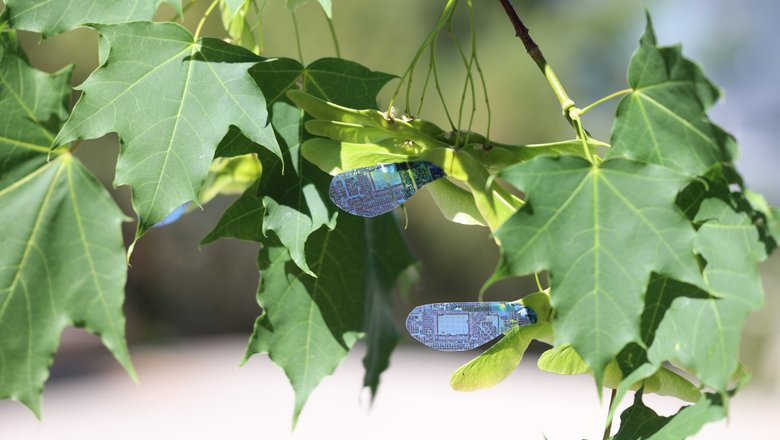 Разносимые ветром семена у кленовых деревьев стали источником вдохновения для робота, управляемого светом.