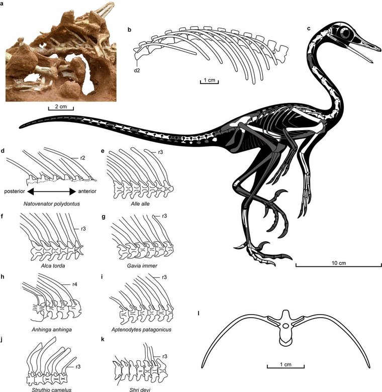 Более светлым цветом выделены кости, которые попали в руки исследователей. На их основе и сделали макет динозавра. Фото: Natovenator polydontus
