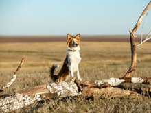 Кадр из Моя собака — космонавт